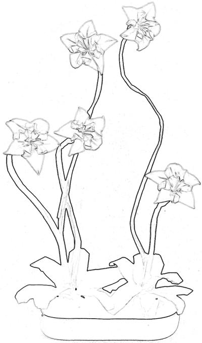 tekening van bonsai Narcissen