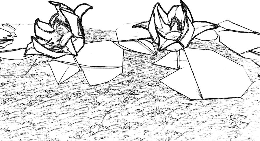 Lotus flowers coloring picture