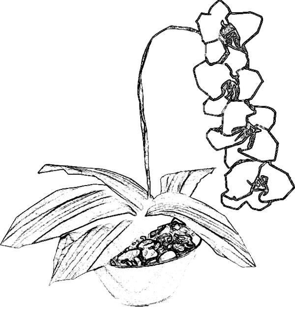 Kleurplaat van een Orchidee
