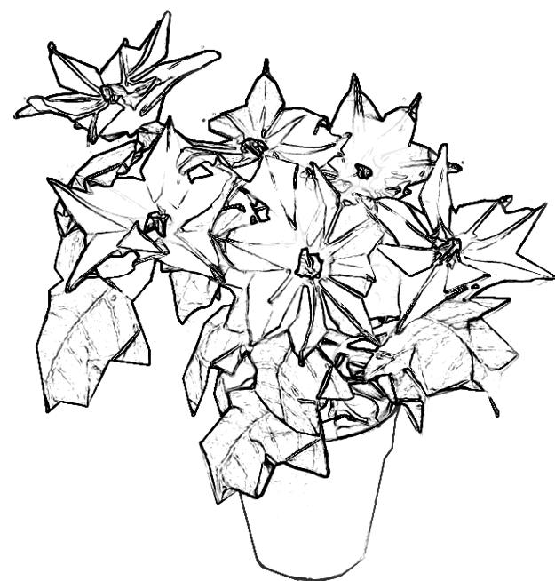 Poinsettia coloring picture