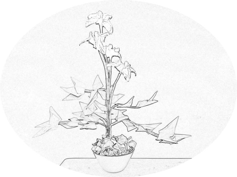 kleurplaat van een Bonsai Iris bloem