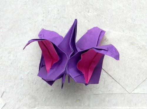 Origami Fuchsia flower