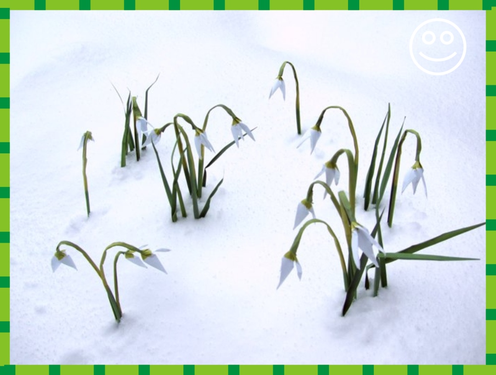 printable card with origami snowdrops in the snow