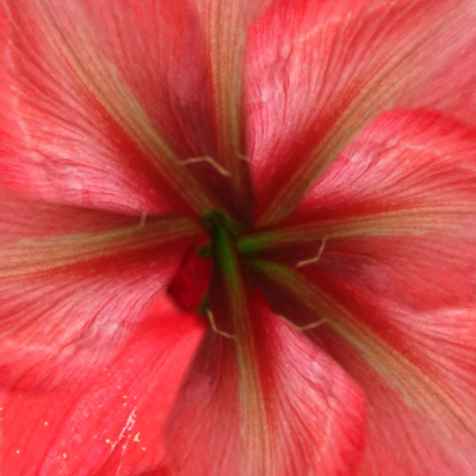 coloured pattern for making an origami amaryllis