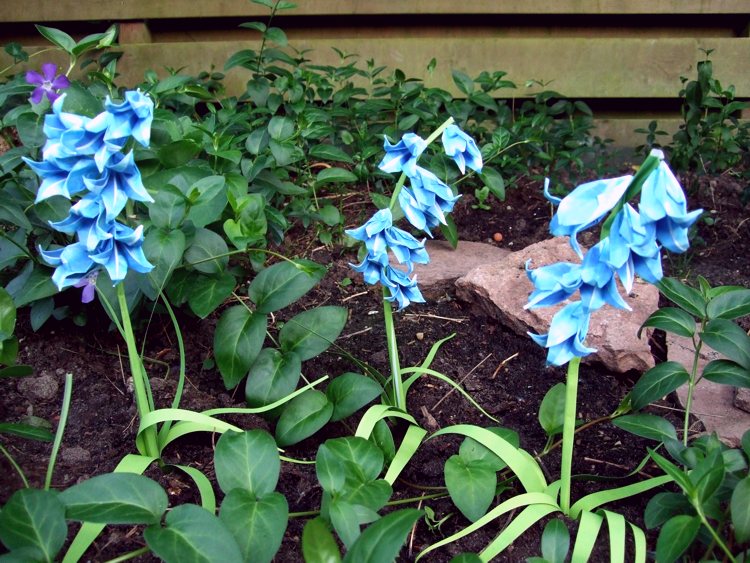 origami bluebell flowers