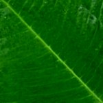 knutselpapier voor de bladeren van een lidcactus