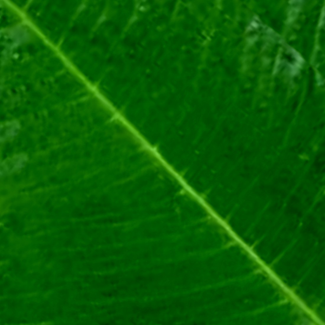 knutselpapier voor de bladeren van een lidcactus