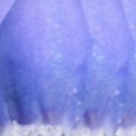 gekleurd motiefje van de bloem van een blauw druifje