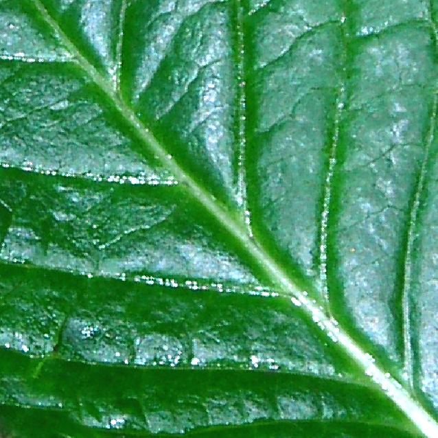 leaf of hydrangea