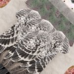 patroon voor een duifje van papier