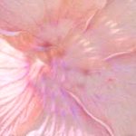 gekleurd vouwblaadje om een bloem te maken