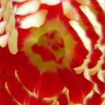 rood en wit vouwblaadje voor een bloem van papier
