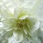 wit vouwblaadje voor een bloem van papier