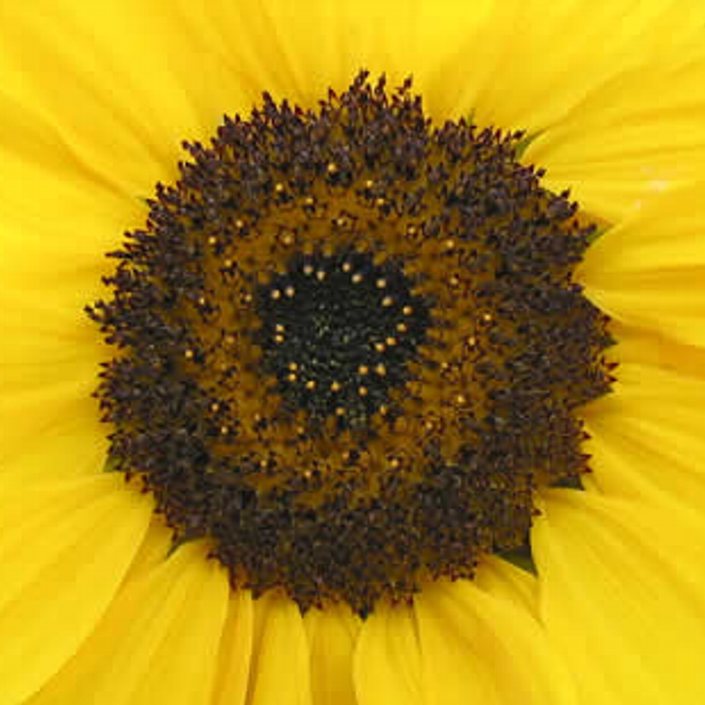coloured pattern for an origami sunflower