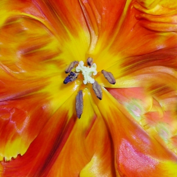 motiefje voor de bloem van de tulp
