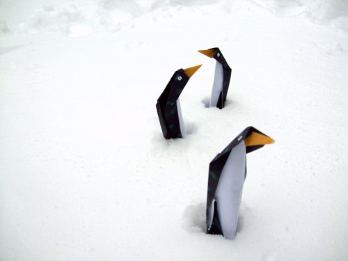 funny penguins shivering in the cold