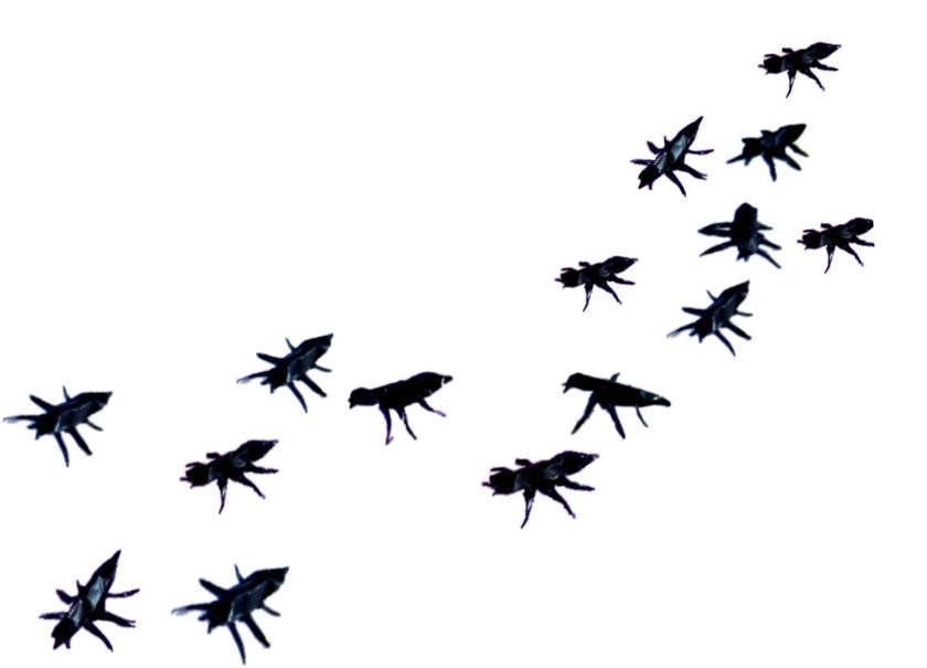 Origami Ants
