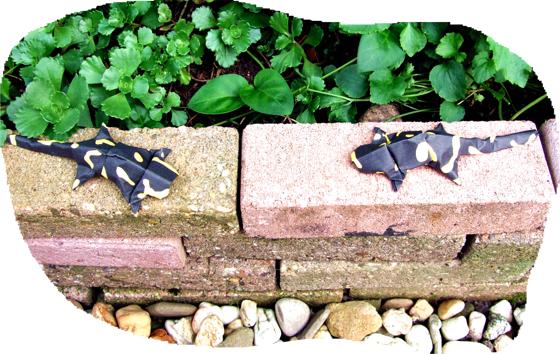 Origami Salamanders