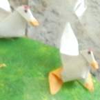 Chicken Avatar