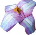 Origami Clematis