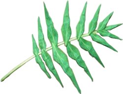 Origami fern leaf
