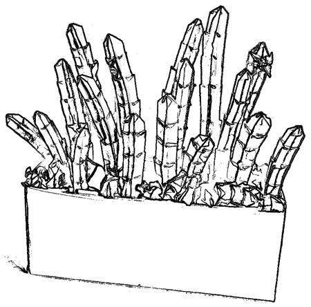 cactus plant tekening