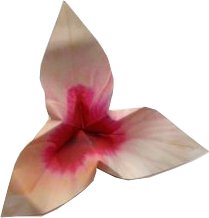 roze bloem van papier