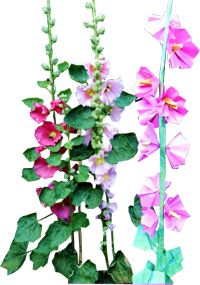 Hollyhocks