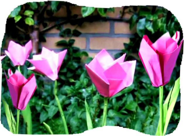 Roze tulpen clipart