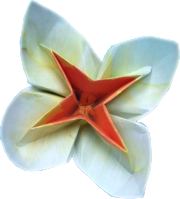 Origami Flower