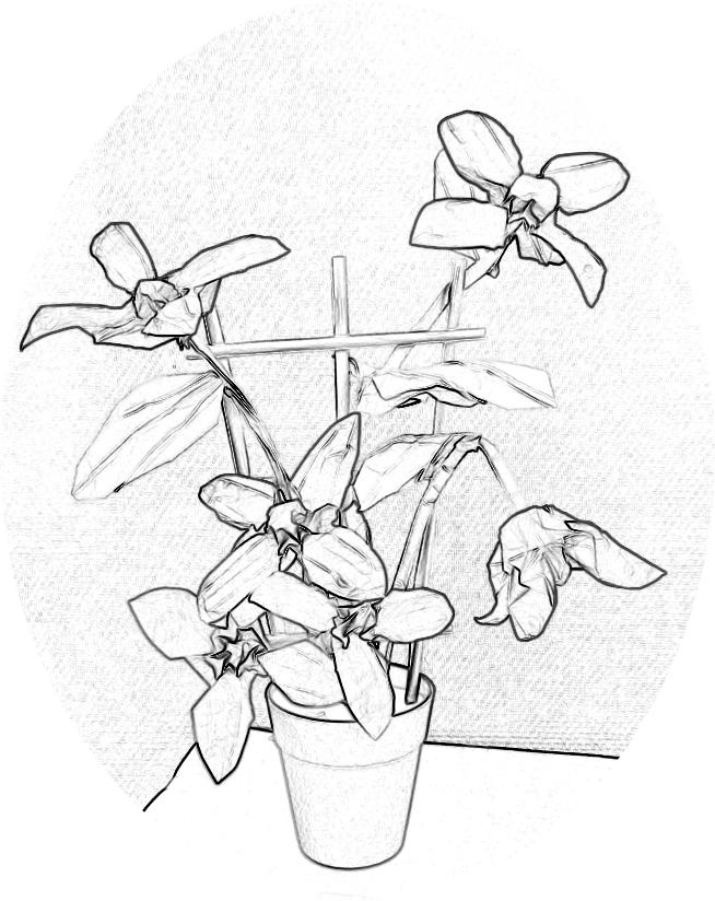 Kleurplaat van Clematis bloemen