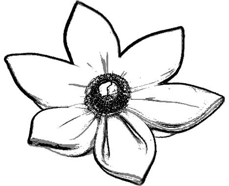 Cute flower colouring picture