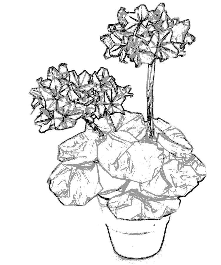 Geranium flowers
