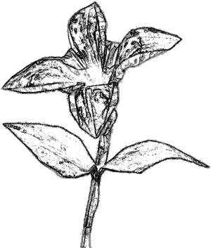 Oriëntal Lily