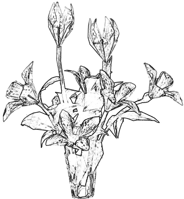 Oriëntal Lillies