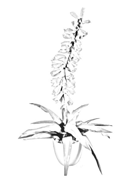 Aloe Vera plant