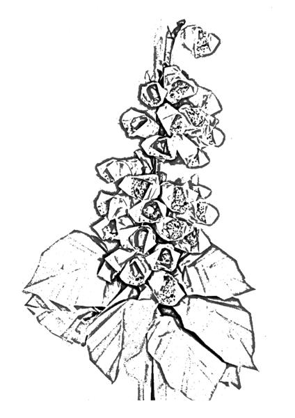 Foxglove flower