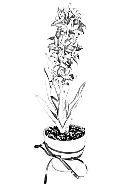 Hyacinth
