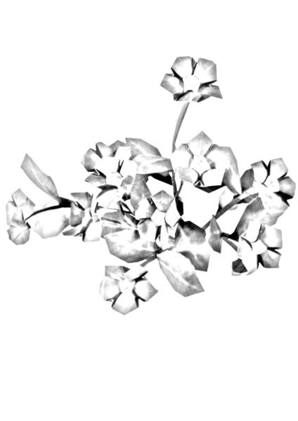 Periwinkle Flowers