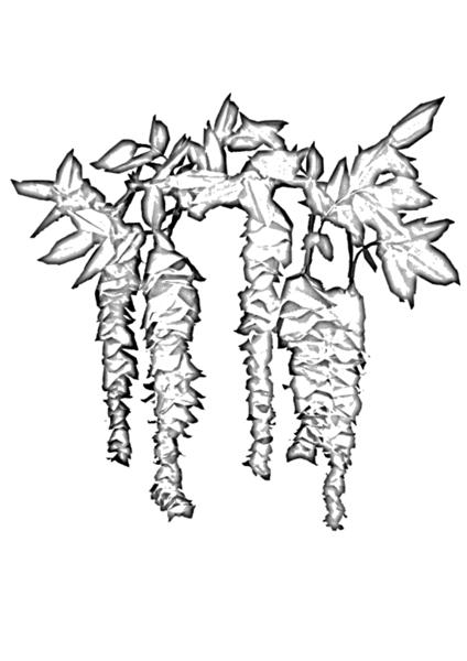 Wisteria Flowers
