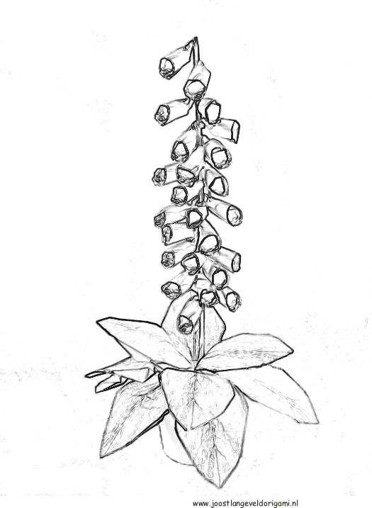 colouring picture of an origami foxglove