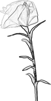 Carnation coloring picture
