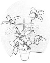 kleurplaat van een Clematis bloem in een potje