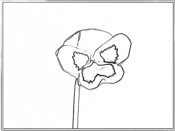 Pansy coloring picture