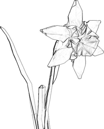 colouring picture of an origami narcissus flower