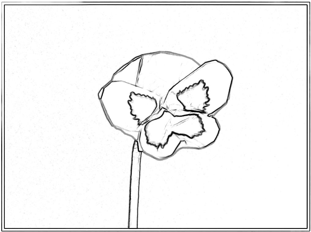Colouring picture of an origami Pansy