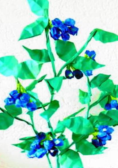Paper blueberry plant Paper blueberry plant