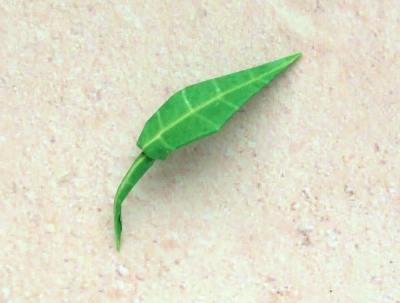 cute and pointed origami leaf