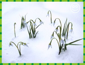 Card with origami snowdrops in real snow