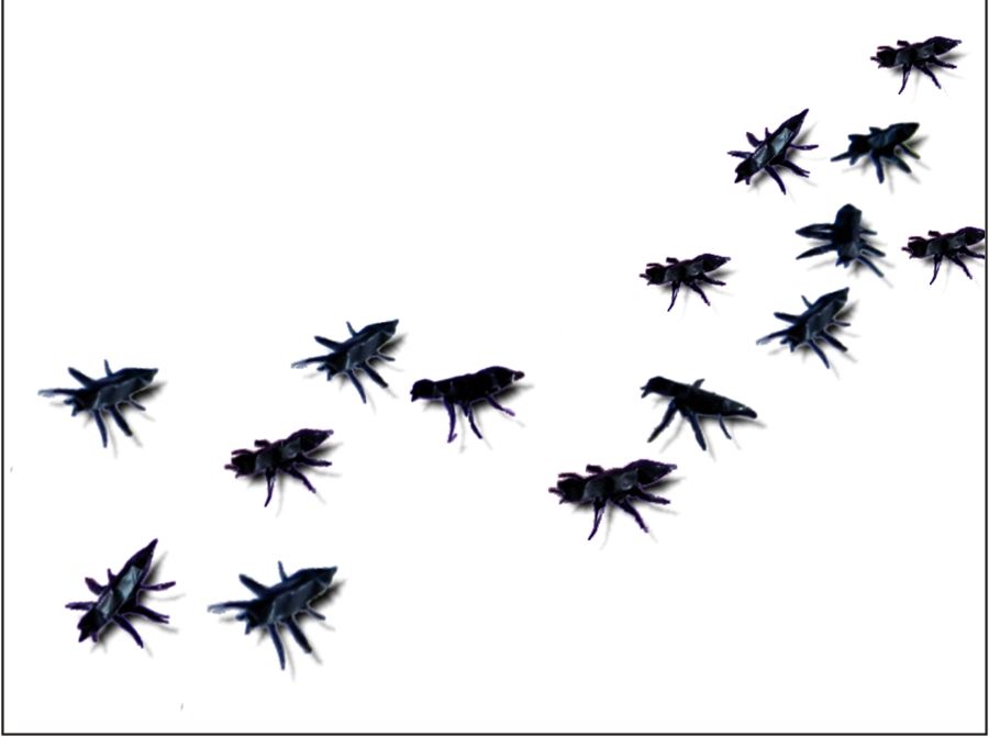 Zwarte mieren